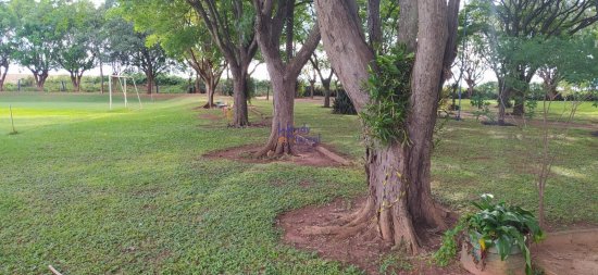 chacara-venda-chacara-santa-tereza-bairro-agua-branca-a-1-5km-de-birigui!-entrada-da-transduarte-rod-dep-roberto-rollemberg--591772